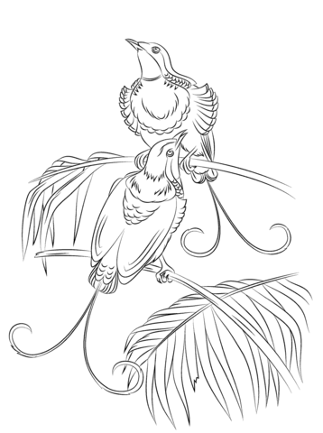 King Of Hollands Bird Of Paradise Coloring Page